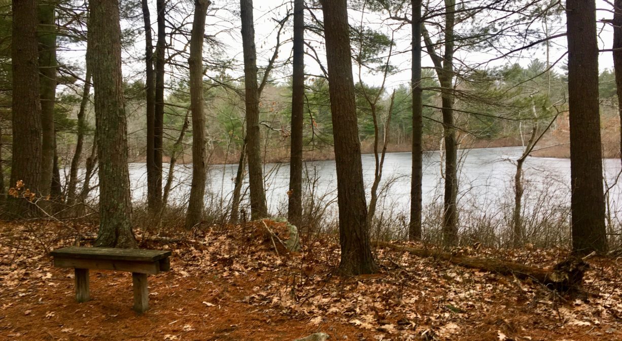 A photograph of a bench in a forest overlooking a pond.
