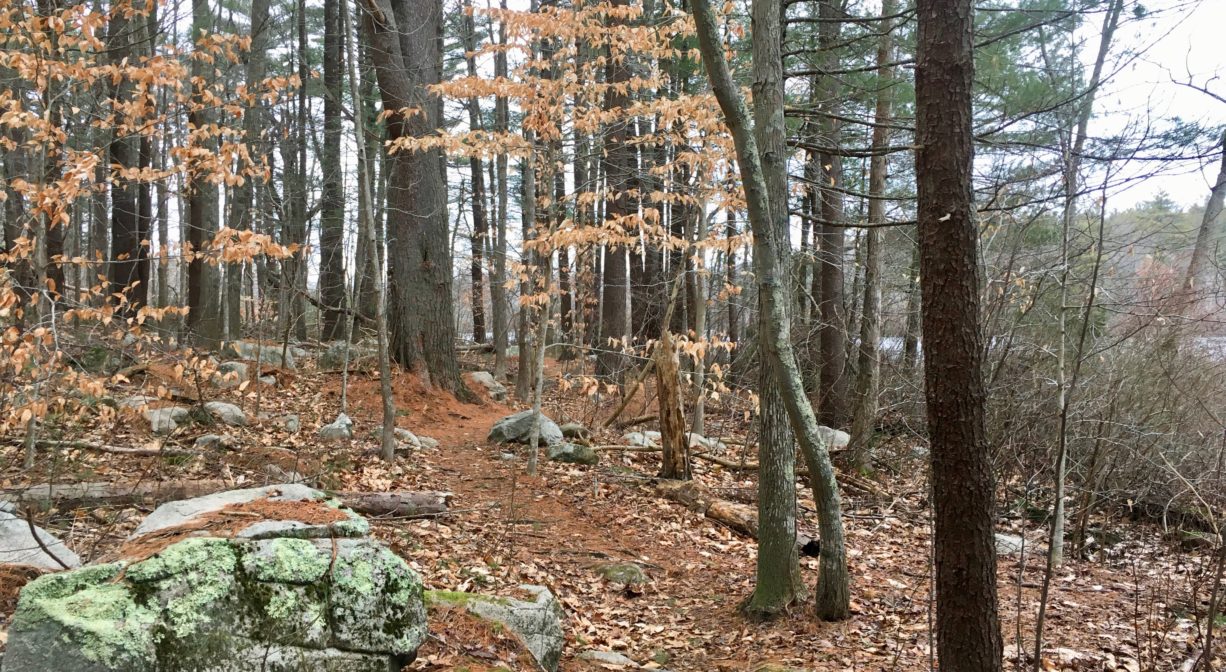 A photograph of a trail through a forest with beech trees and rocky outcroppings.