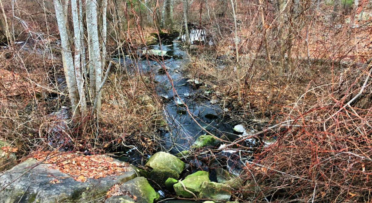 A photograph of a stream flowing through a wooded wetland.