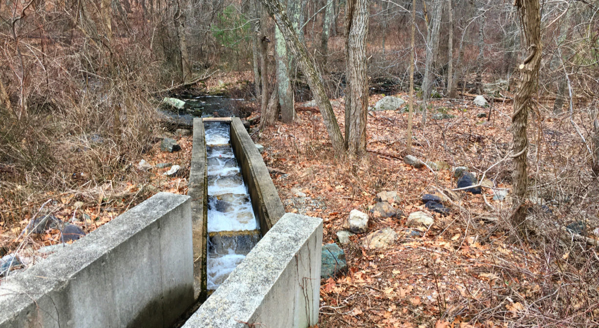 A photograph of a fish ladder in a forest setting.
