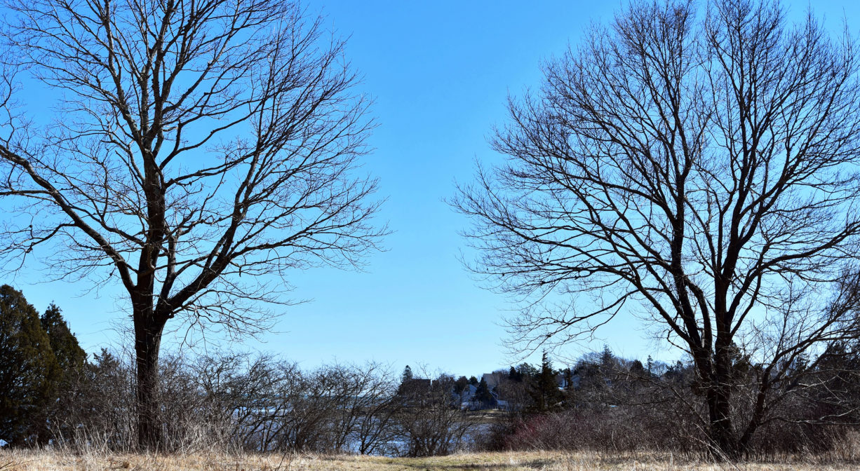 A photograph of an open field with two bare trees.
