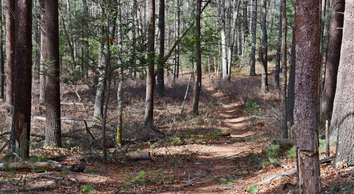A photograph of a trail leading into a forest.