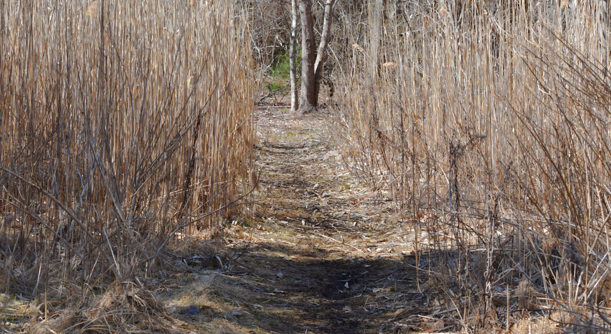 A photograph of a trail through a marsh.