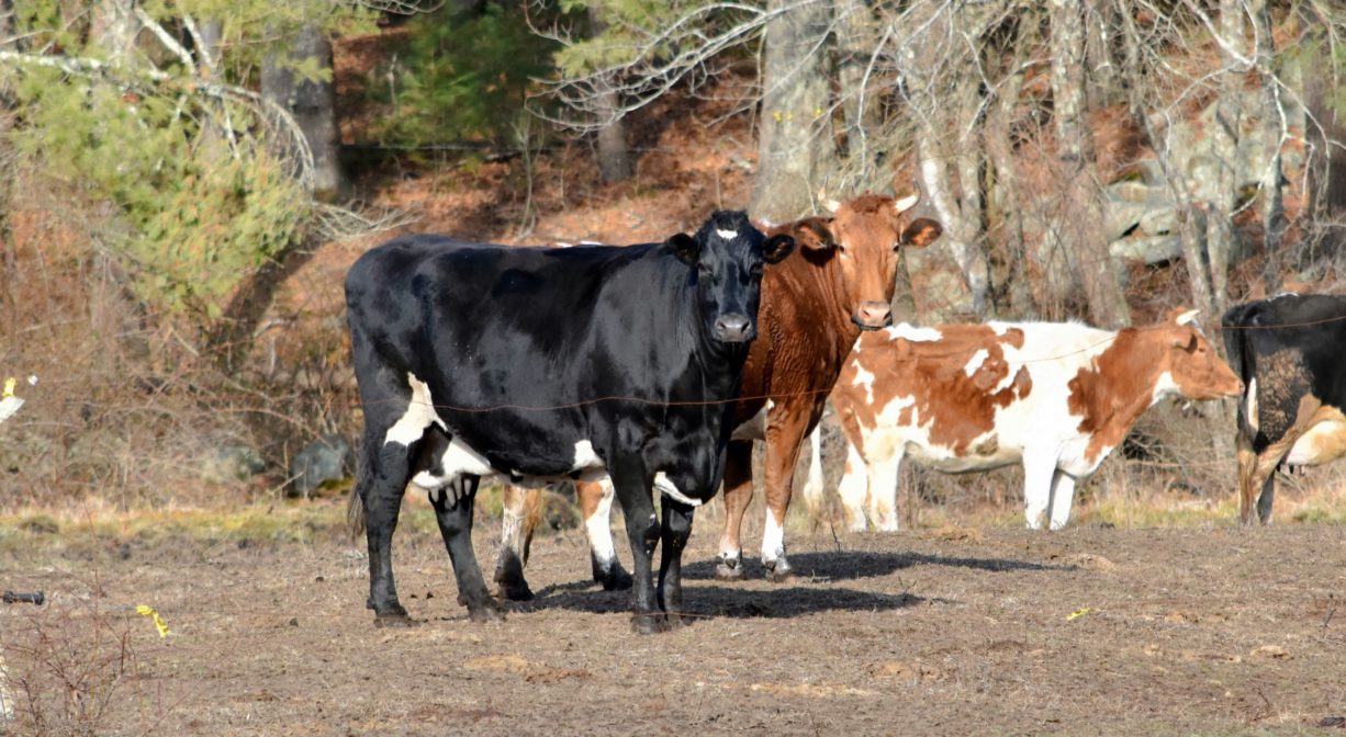 A photograph of cows in a pasture.