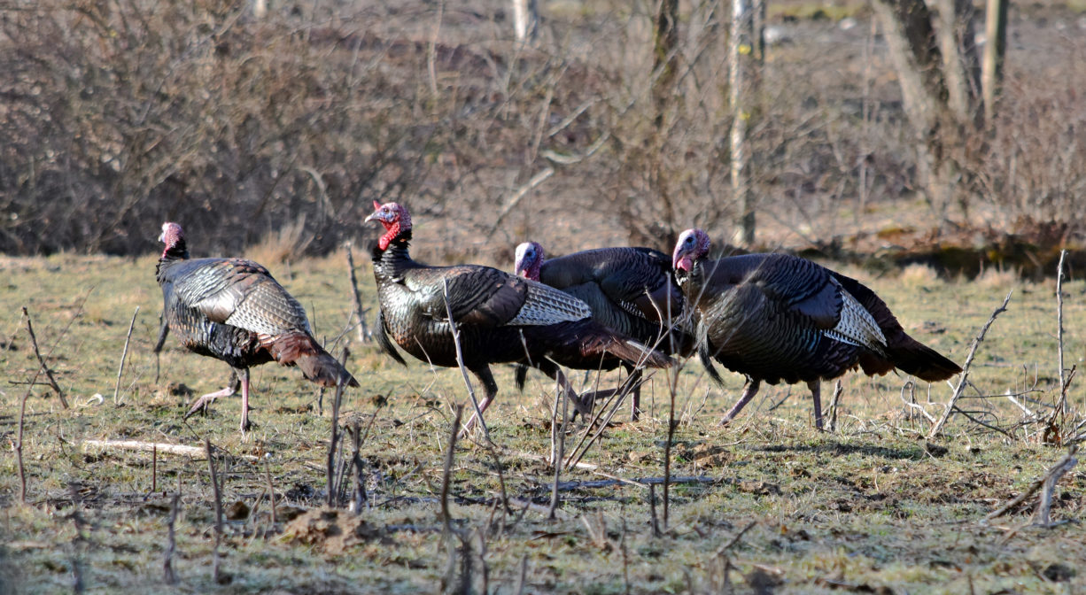 A photograph of turkeys in a field.