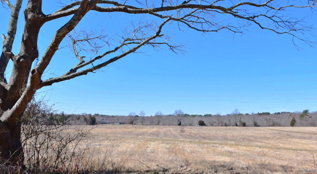 A photograph of a salt marsh with trees to one side.