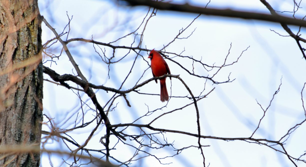 A photograph of a cardinal in a tree.