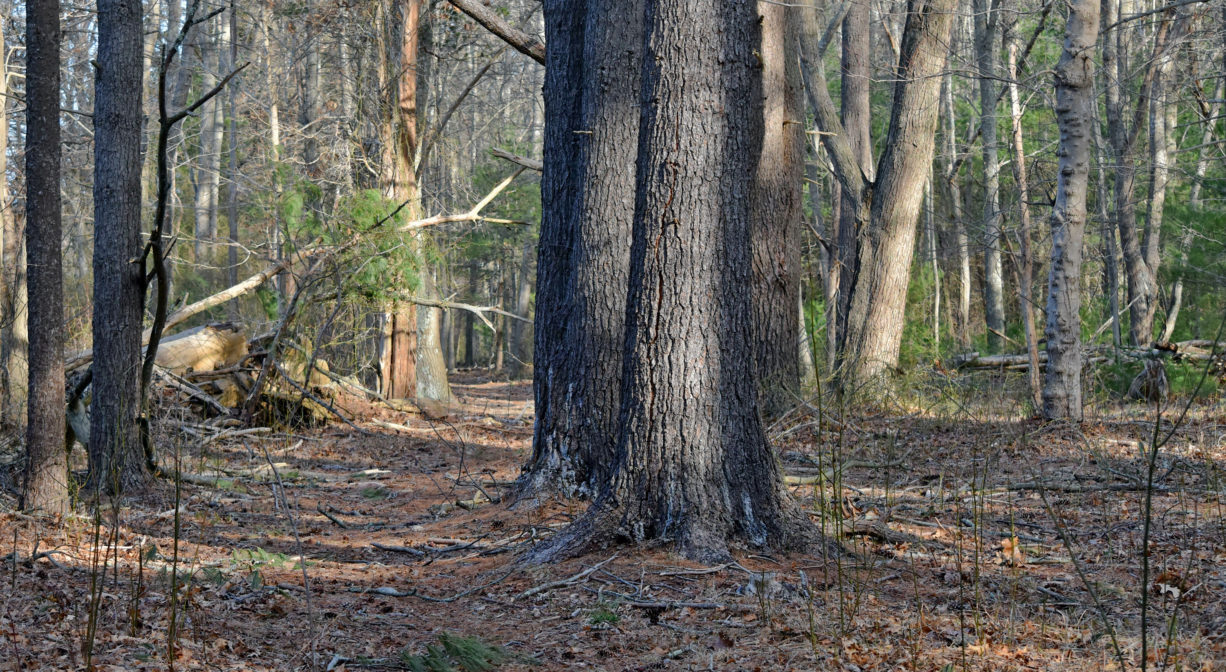 A photograph of a trail through a forest.