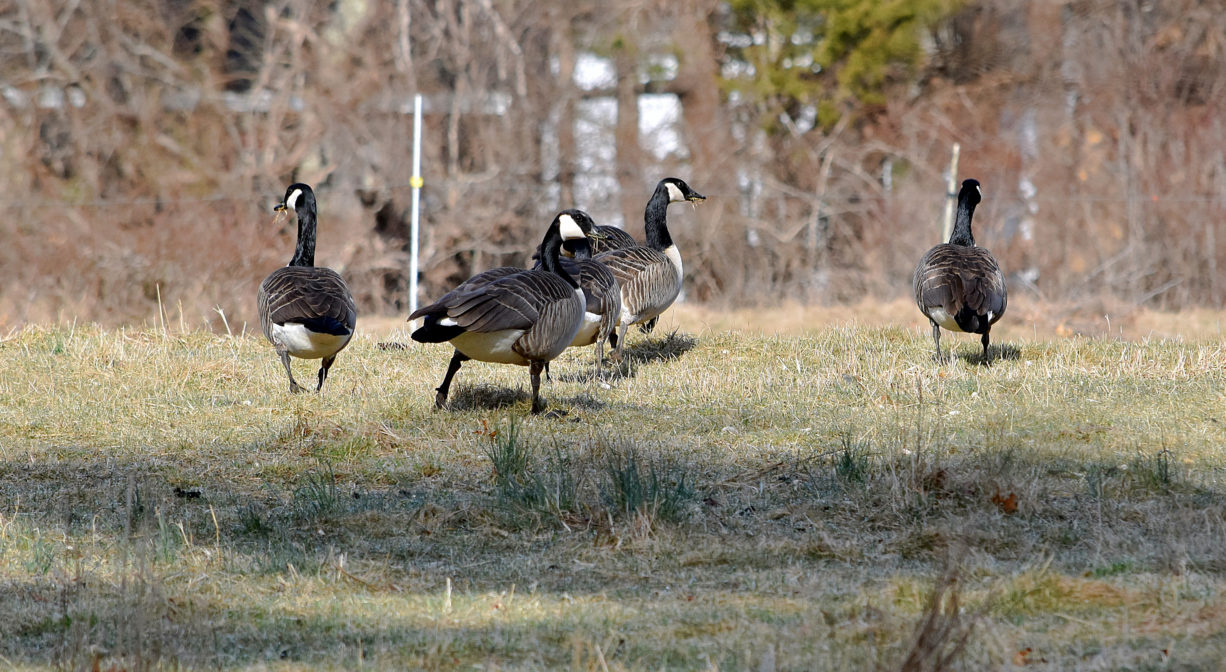 A photograph of Canada geese in a field.