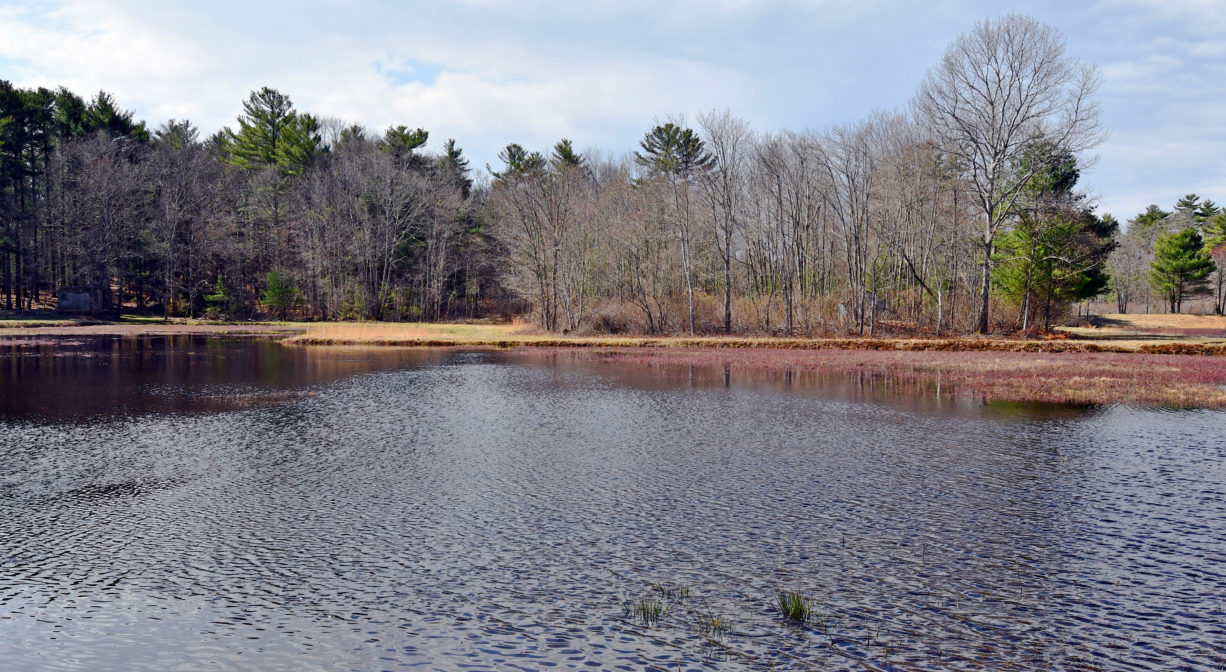 A photograph of a flooded cranberry bog with trees in the distance.