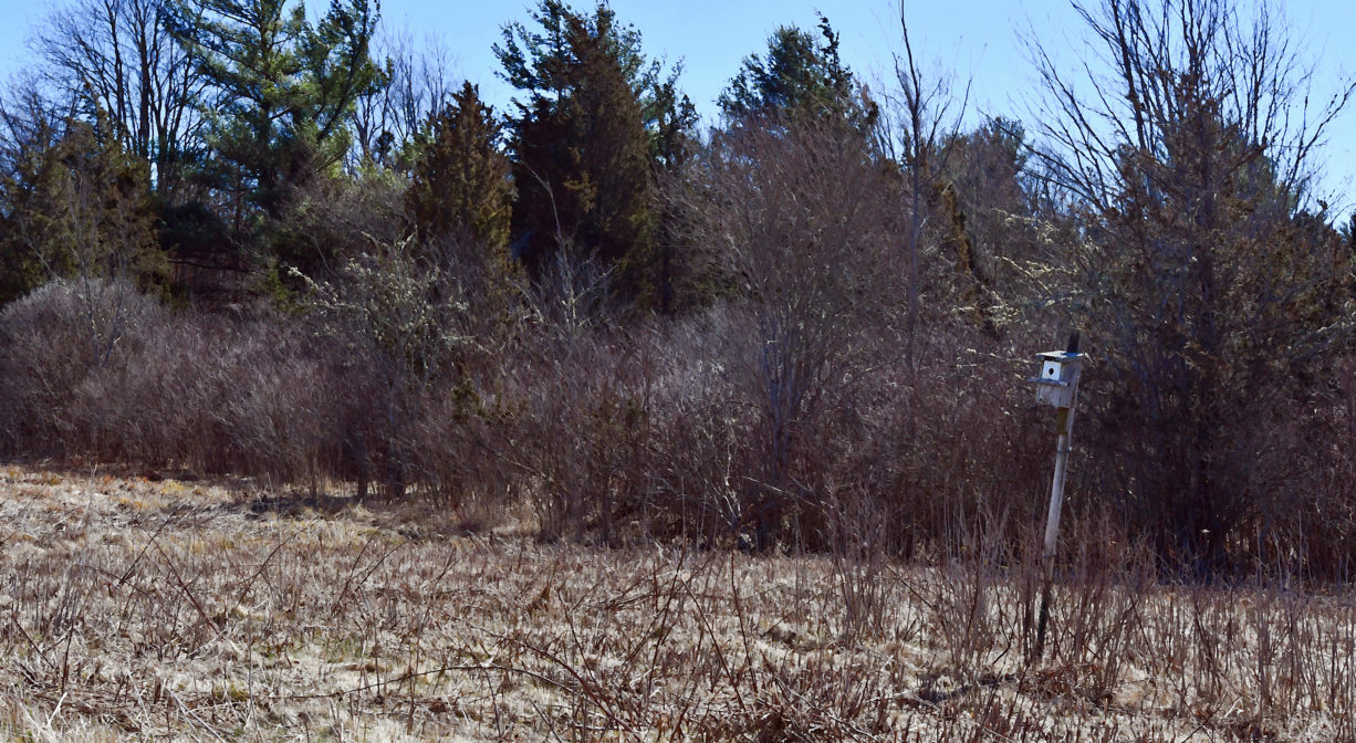 A photograph of a field lined with trees, with a nesting box.