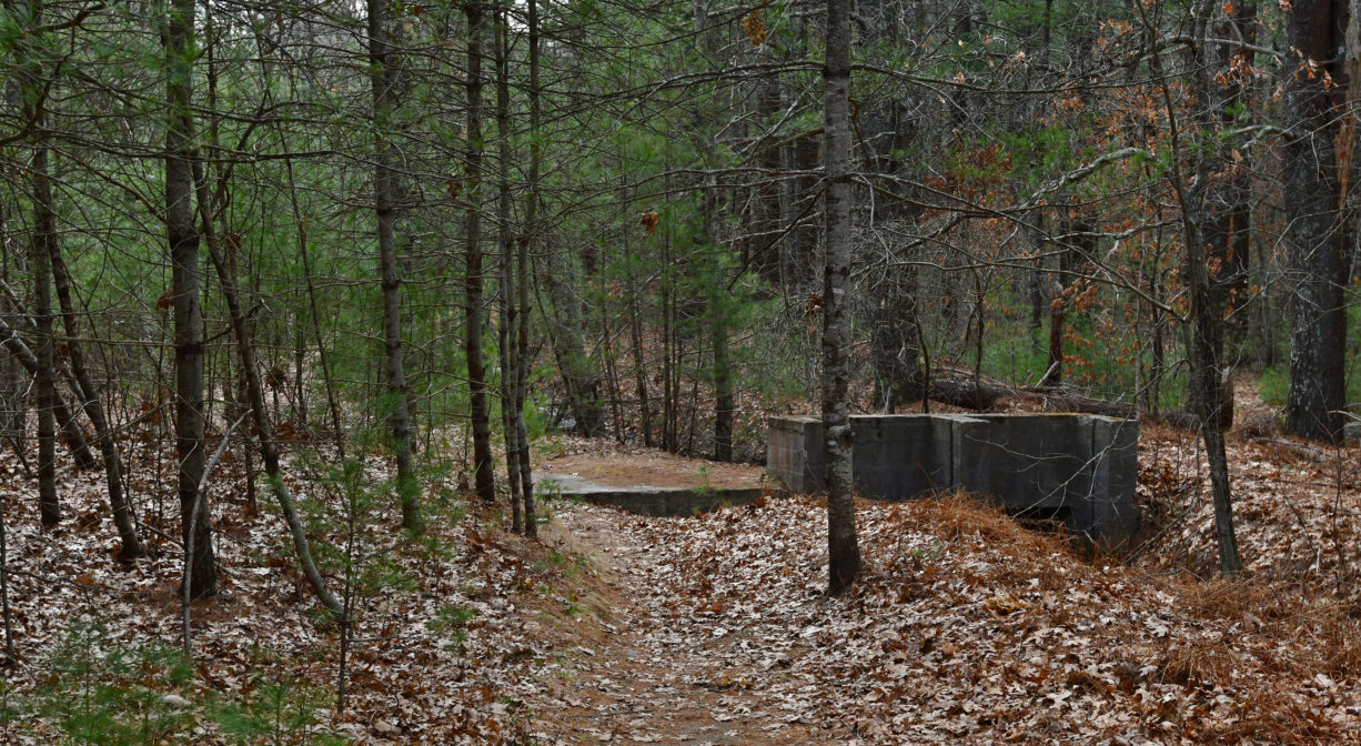 A photograph of a trail through a forest.