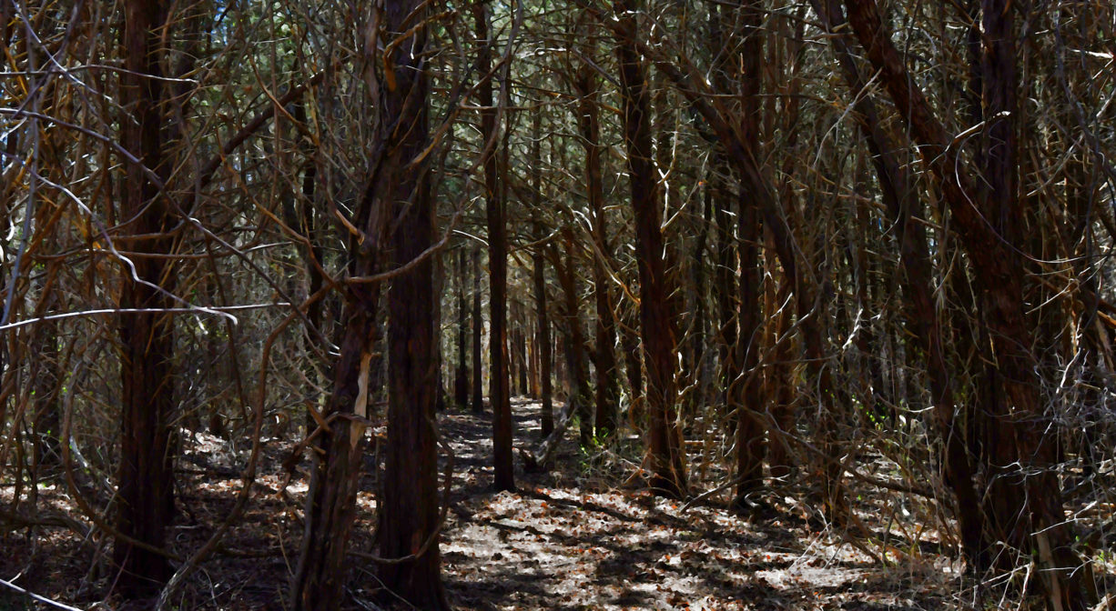 A photograph of a trail through a dark forest.