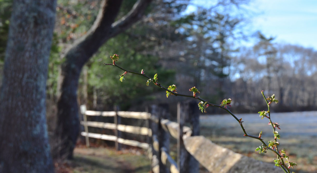 A photograph of a trail alongside a fence, next to a pasture.