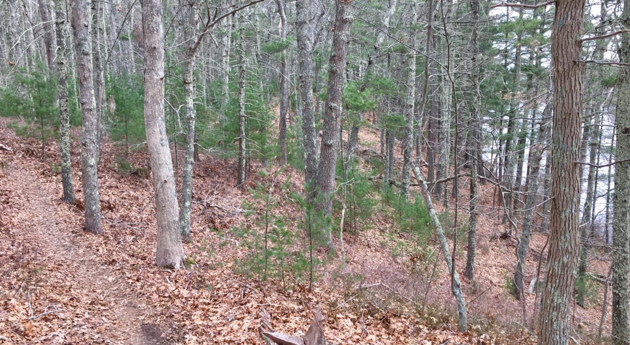 A photograph of a trail through a forest.