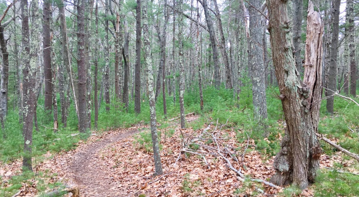 A photograph of a trail through a forest.