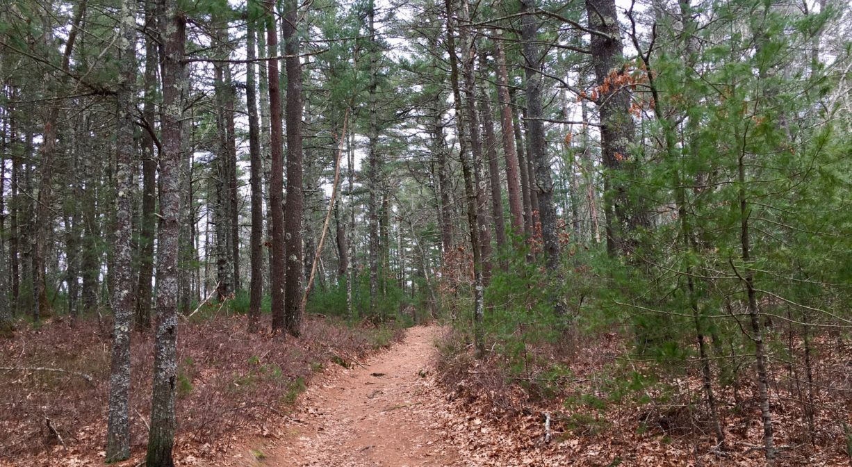 A photograph of a trail through a forest.