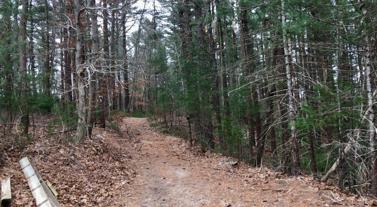 A photograph of a trail through a forest.