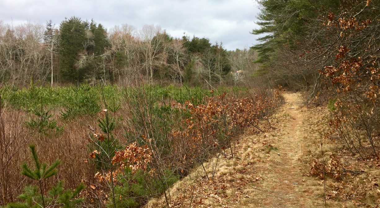A photograph of a trail along the edge of a cranberry bog, with forest to one side and in the distance.