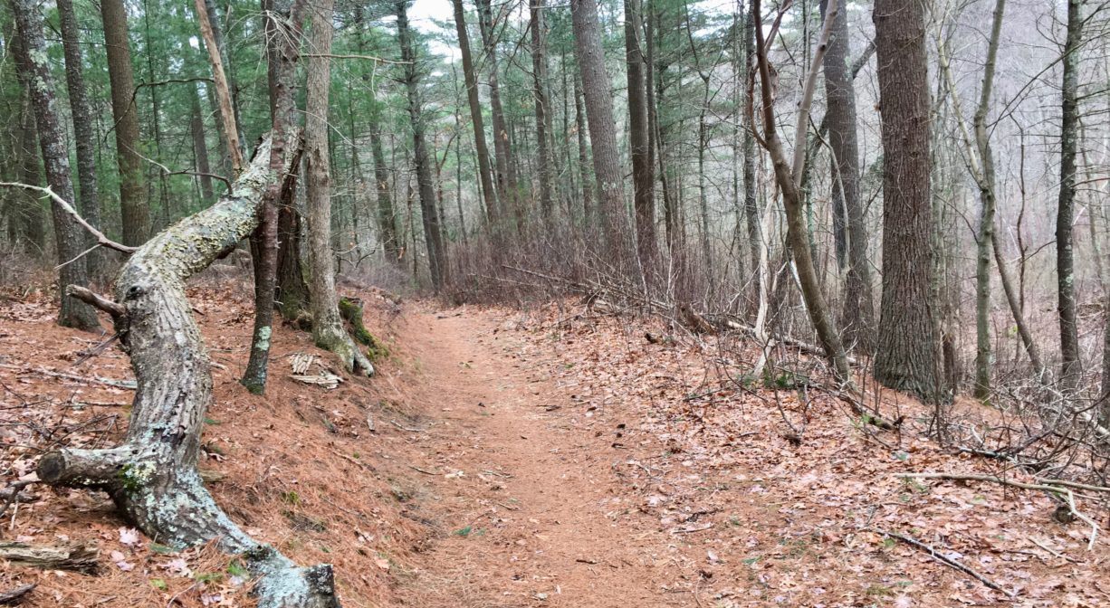 A photograph of a trail through a forest with a fallen tree to one side.