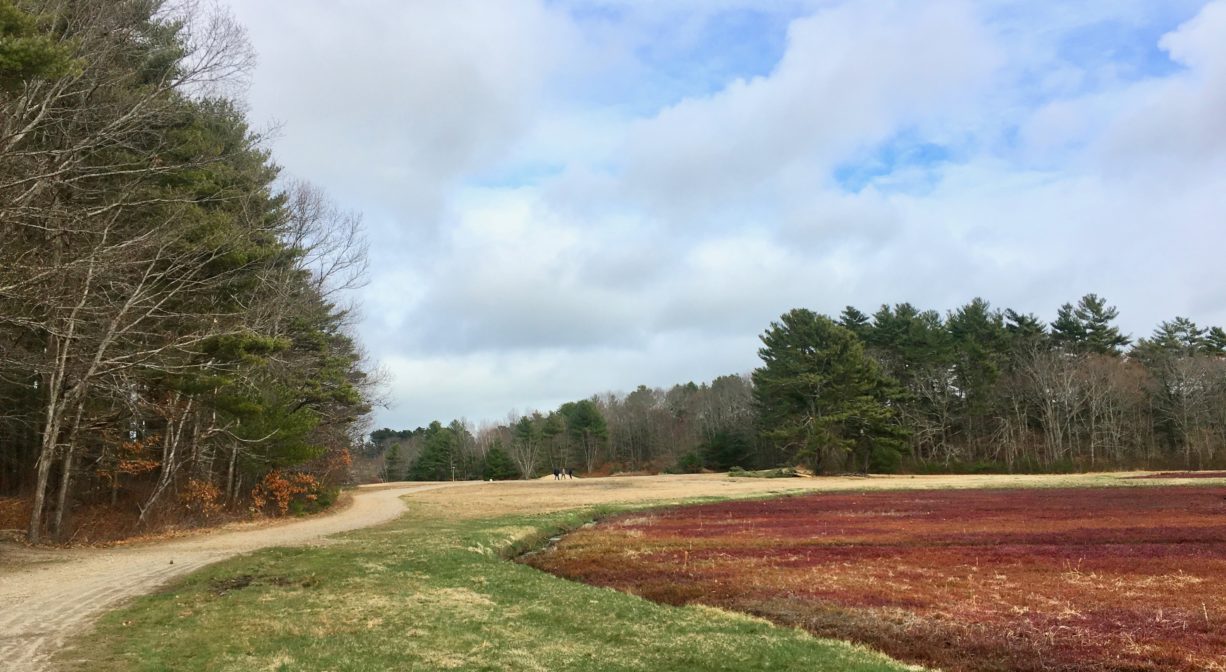 A photograph of a trail around a cranberry bog.