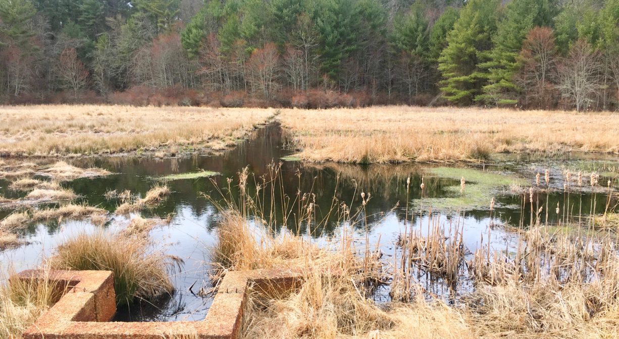 A photograph of wetlands and surface waters with trees in the background.