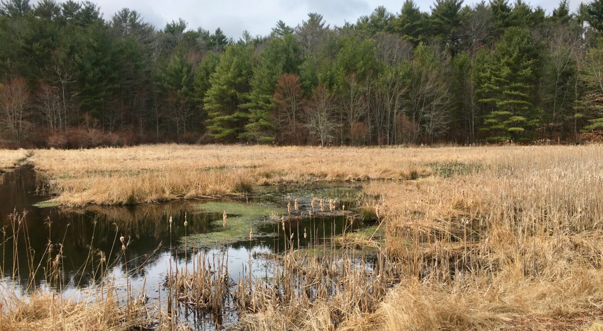 A photograph of a surface water and a wetland with a forest in the background.