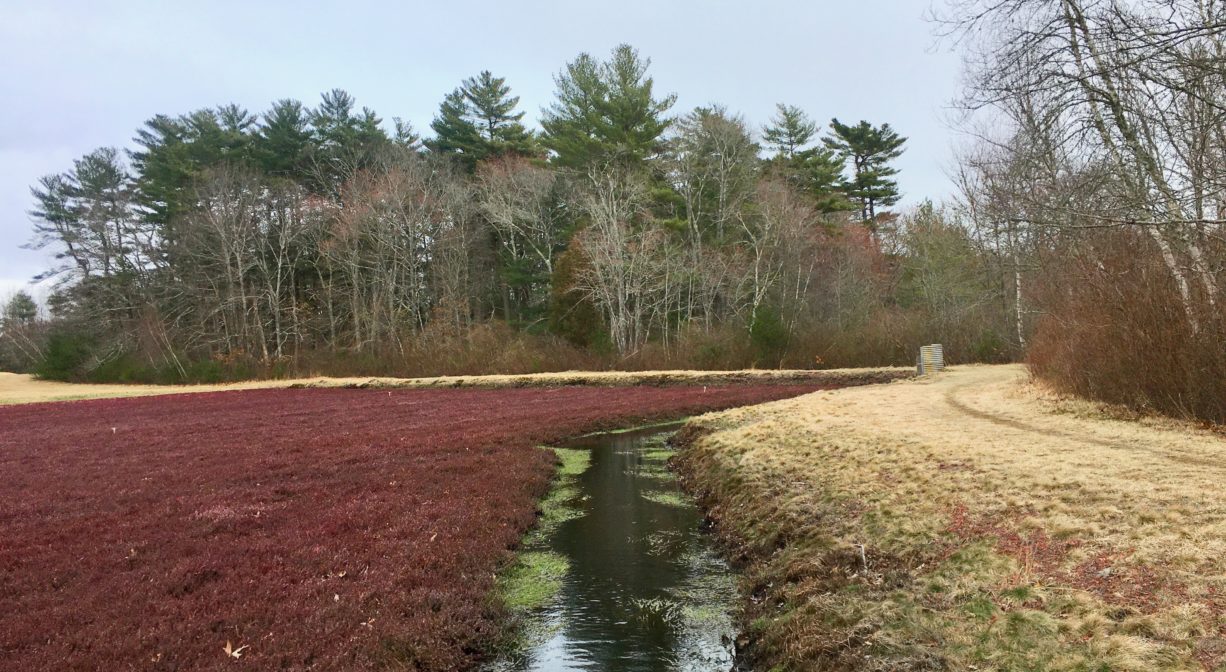 A photograph of a cranberry bog.