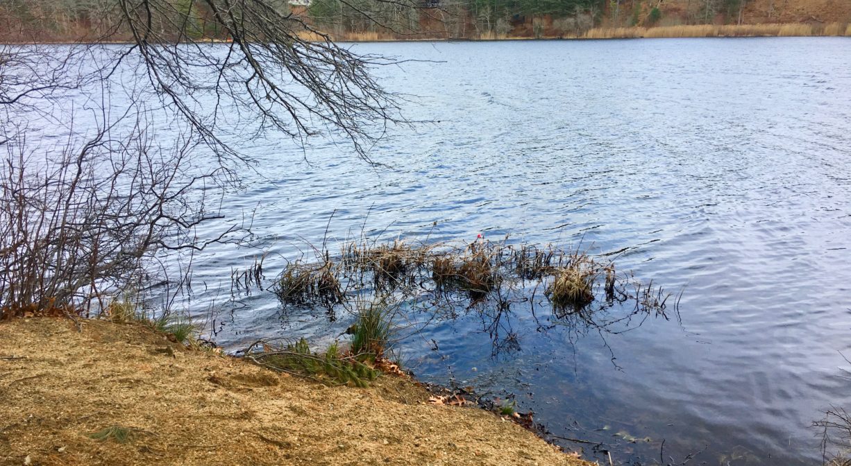 A photograph of a pond with grass on one side and a forest on the other.