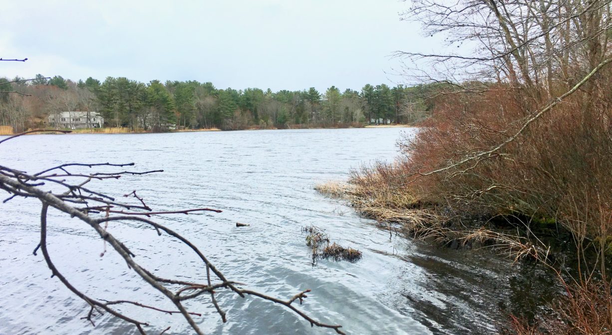 A photograph of a pond with shrubs to one side and a branch on the other side.