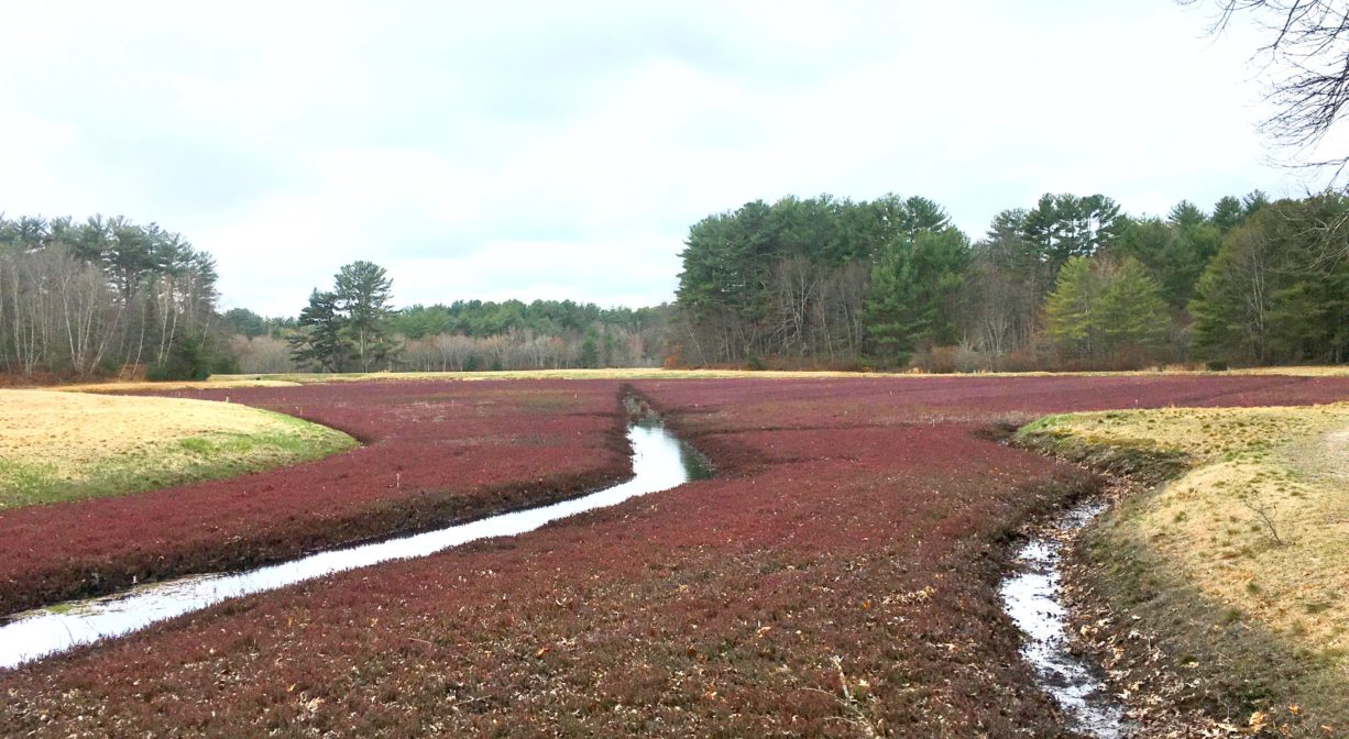 A photograph of a cranberry bog.