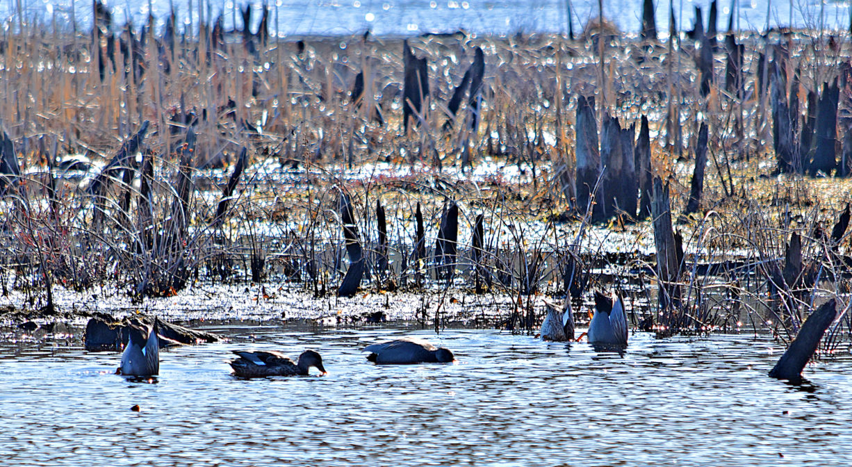 A photograph of a ducks on a pond in a wetland.