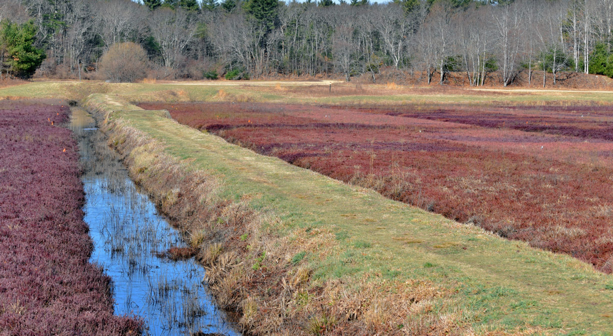 A photograph of a trail between two cranberry bogs.