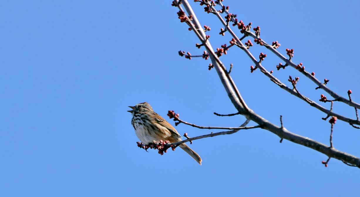 A photograph of a bird on a tree branch.