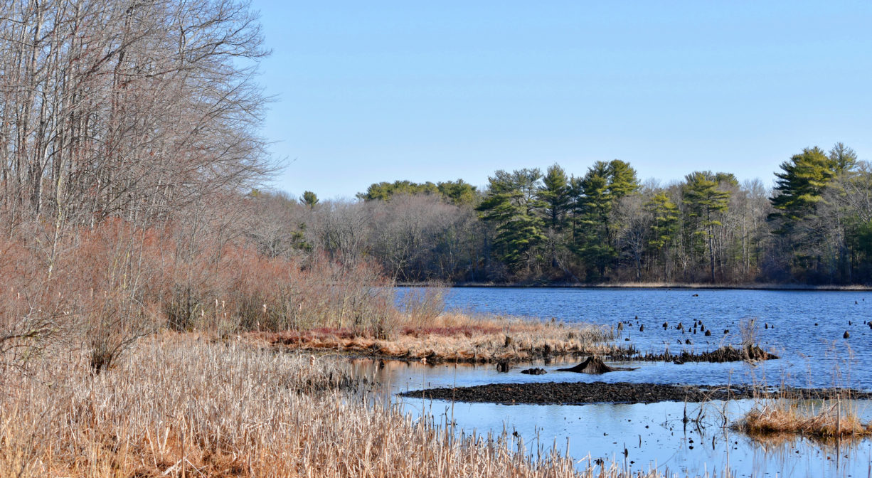 A photograph of a pond with wetlands to one side.