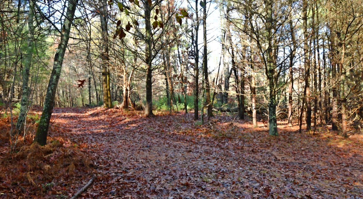 A photograph of a wide trail through a forest.