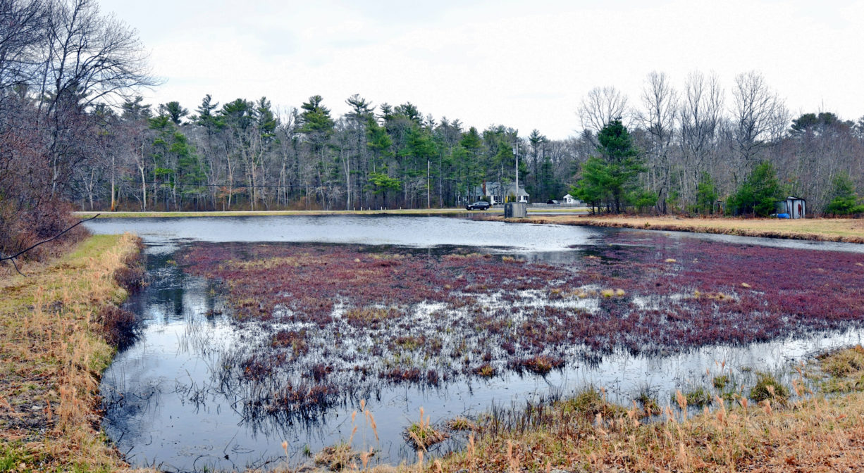 A photograph of a flooded cranberry bog surrounded with trees.