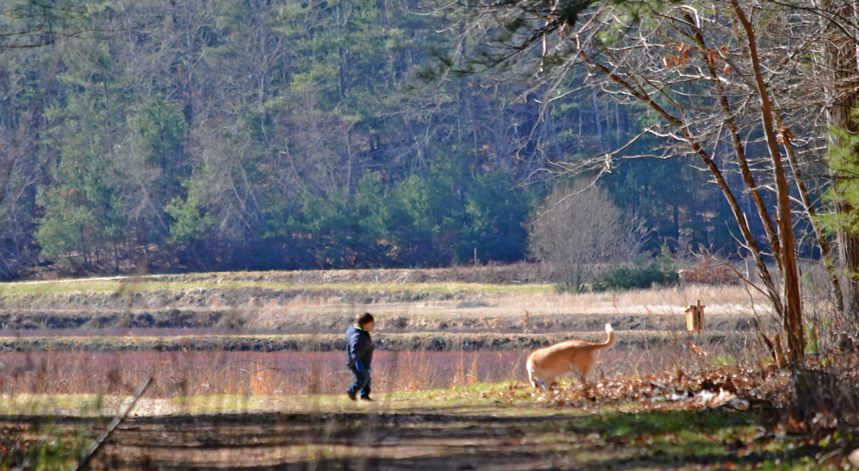 A photograph of a person and a dog walking on a trail beside a cranberry bog.