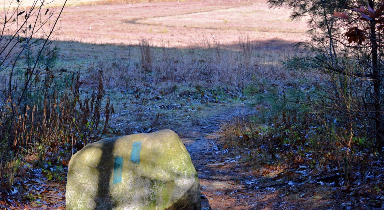 A photograph of a forest trail intersection with two blue blazes on a rock, overlooking a cranberry bog.
