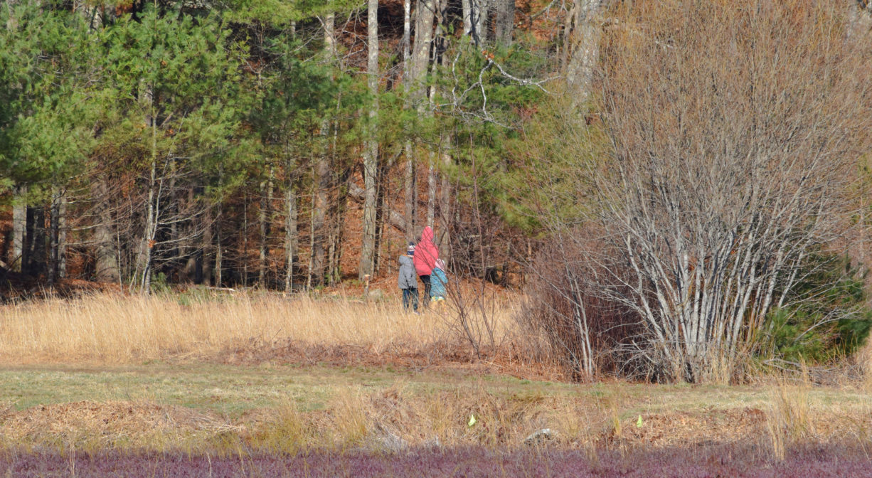 A photograph of a family walking on a trail beside a cranberry bog with trees in the background.