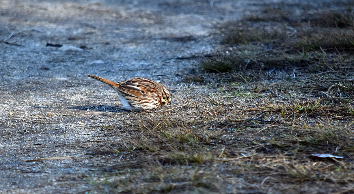 A photograph of a small bird on a trail.