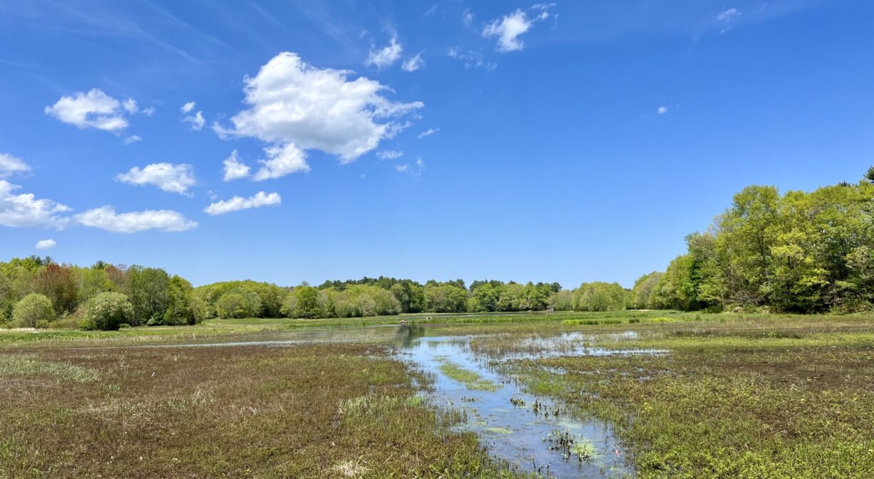A photograph of a cranberry bog surrounded by green trees.