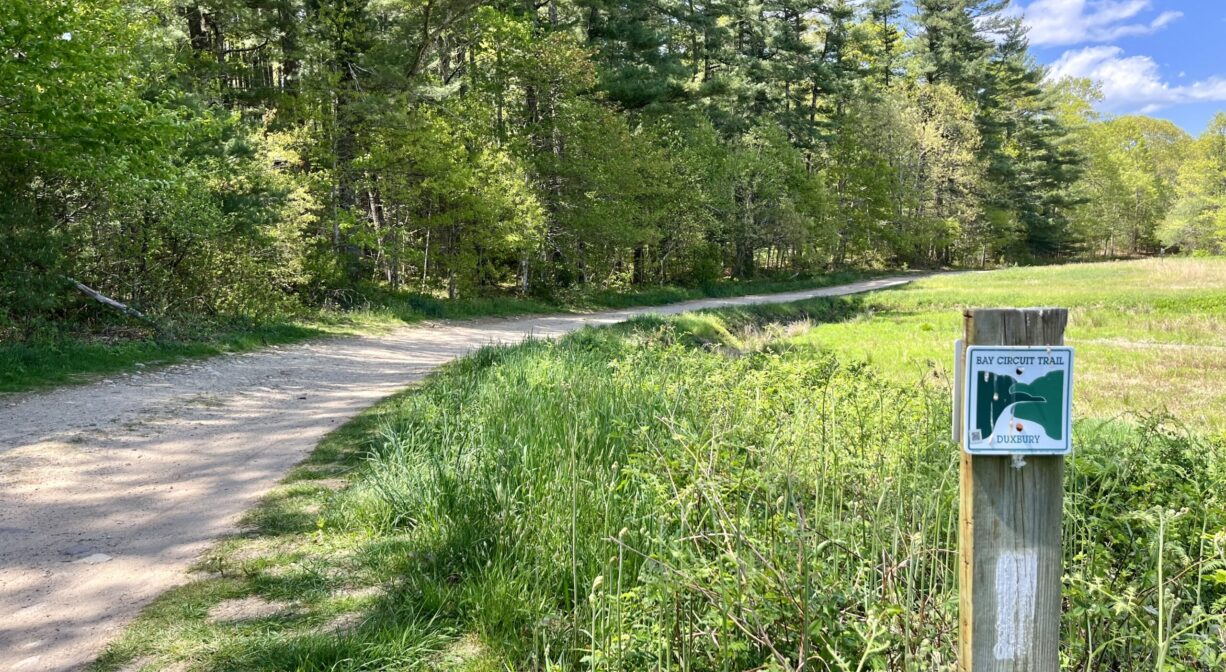 A photograph of a trail beside a cranberry bog in springtime.