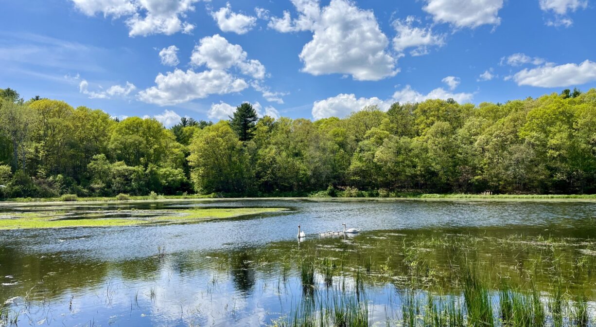 A photograph of a pond and wetland surrounded by green trees.