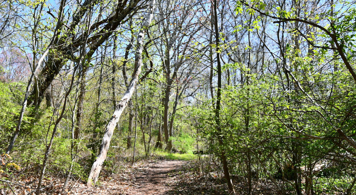 A photograph of a trail through a woodland, with blue sky.