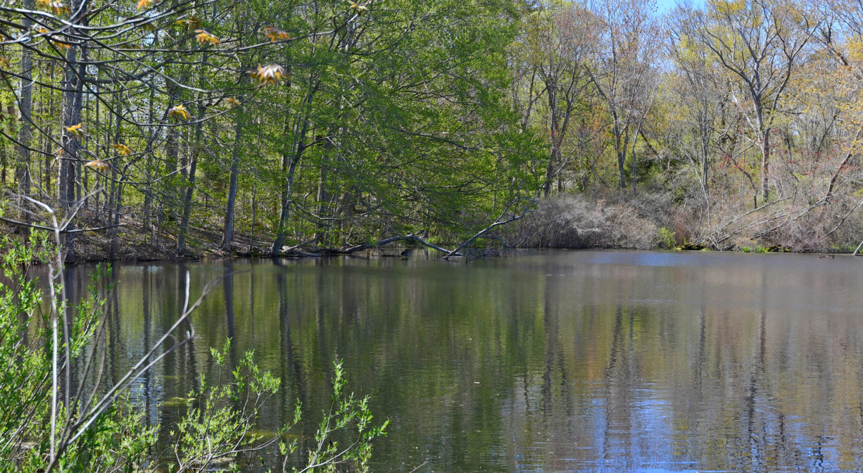 A photograph of a pond surrounded with trees and shrubs.