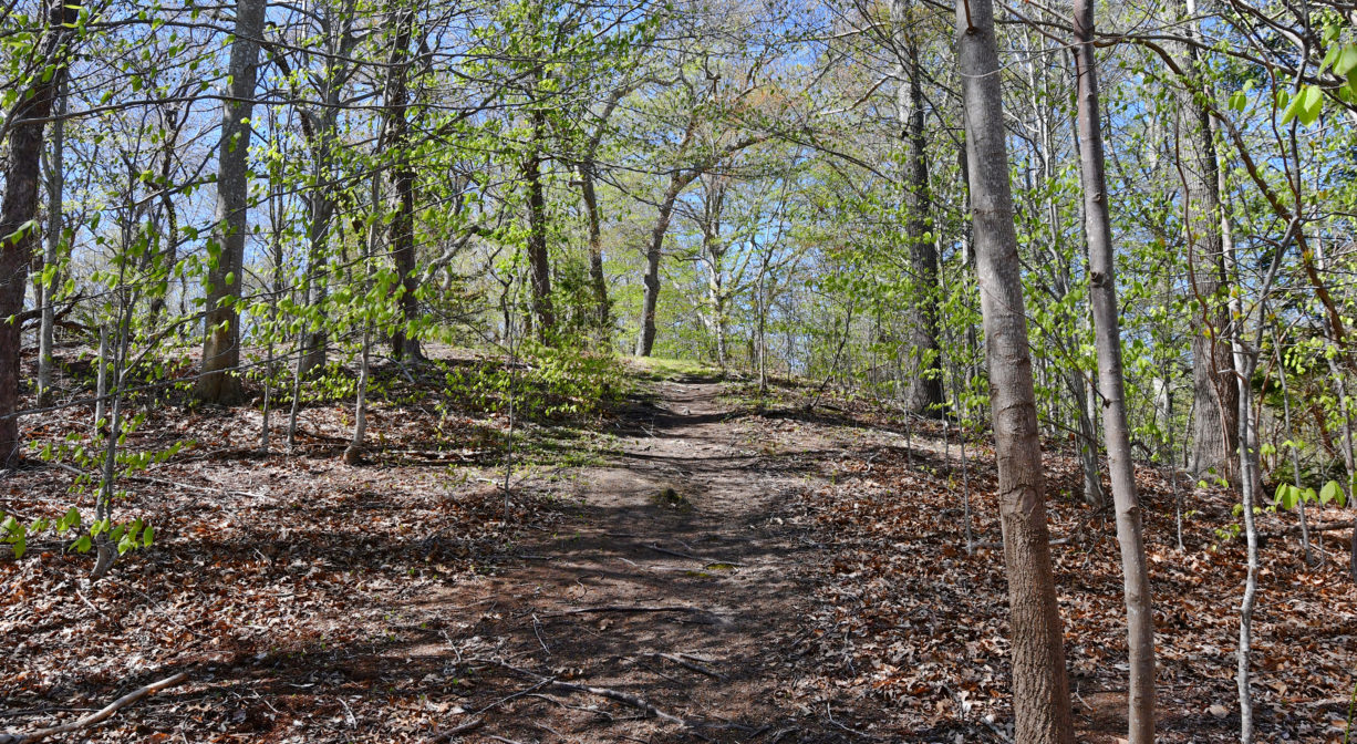 A photograph of a wide forest trail ascending a hill.