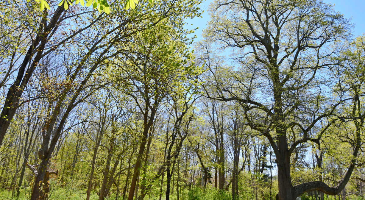 A photograph of a tree-lined driveway with blue sky.