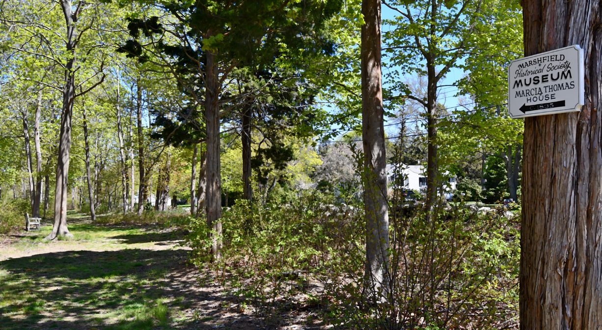 A photograph of a trail extending through a woodland.