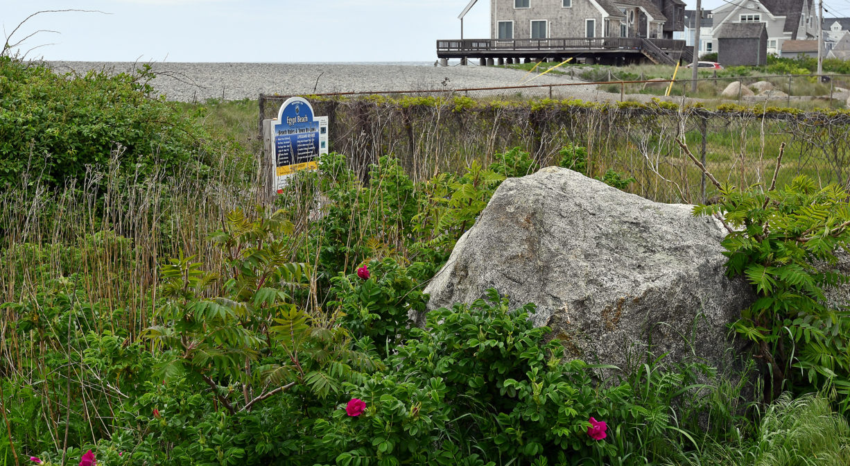 A boulder surrounded with beach rose shrubs with some houses in the background.